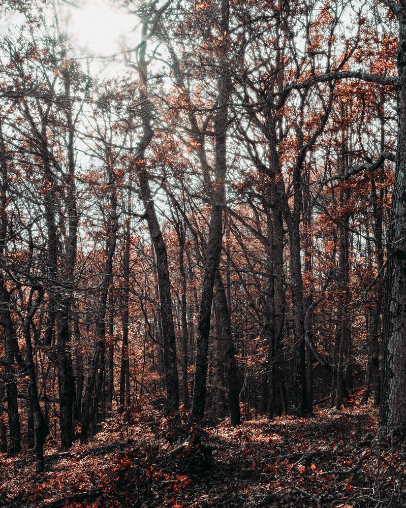 Photograph by Balog Francisc Sebastian