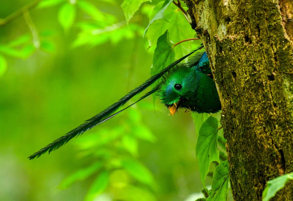 Photograph by Ricardo Ubico