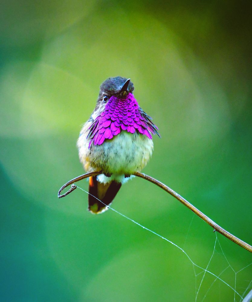 Photograph by Ricardo Ubico