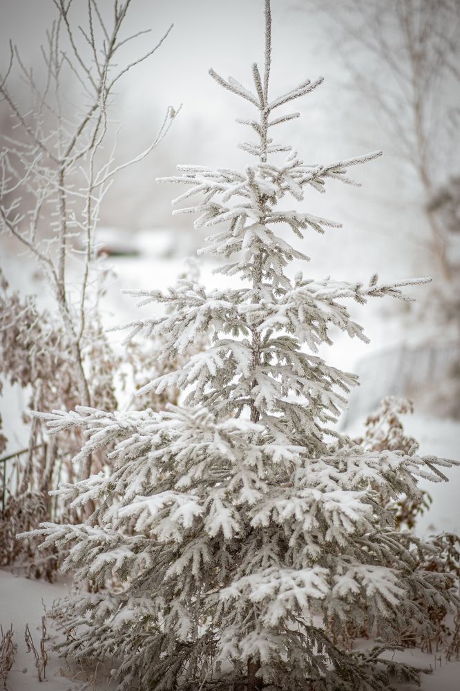 Домашние ёлки