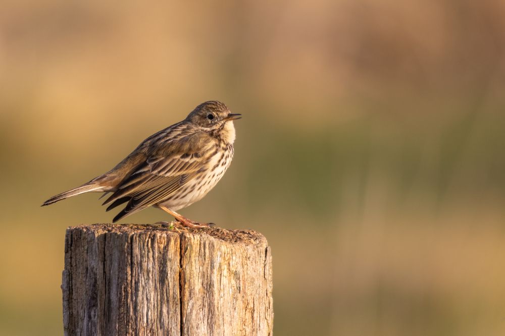 Meadow Pipit