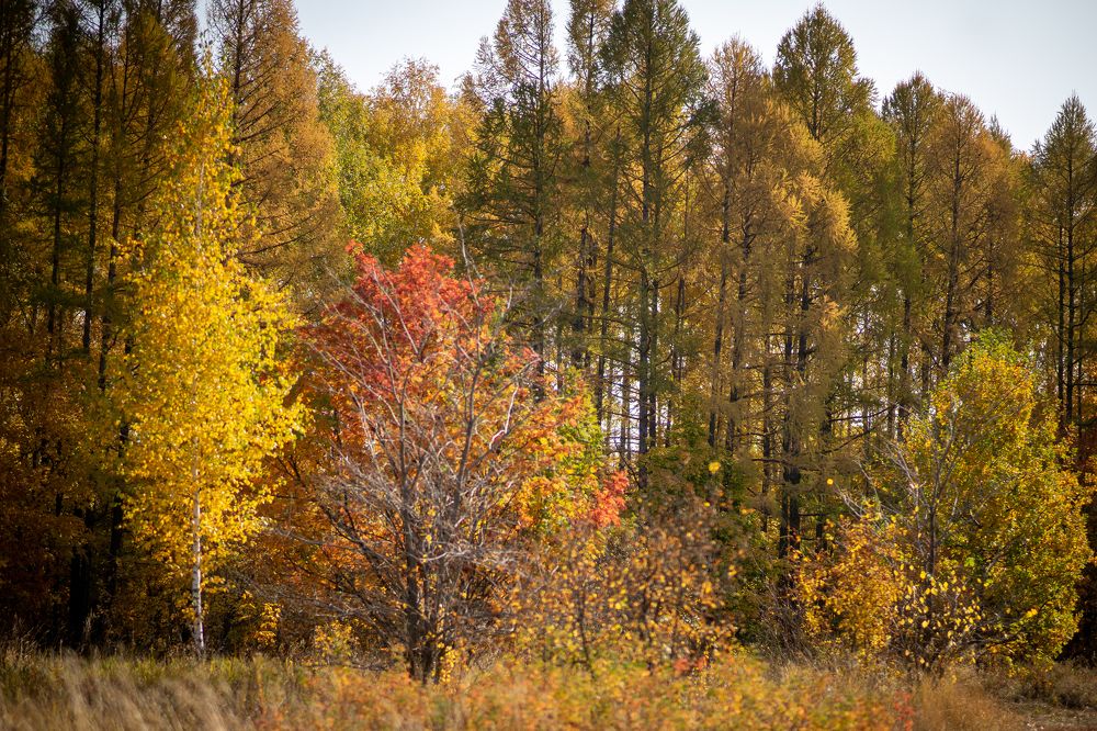 Хвойные осенние краски