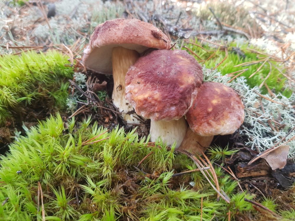 Photograph by Ліана Устимчук