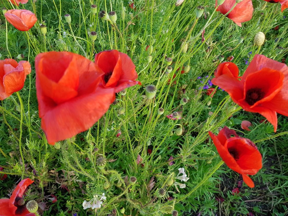 Photograph by Ліана Устимчук