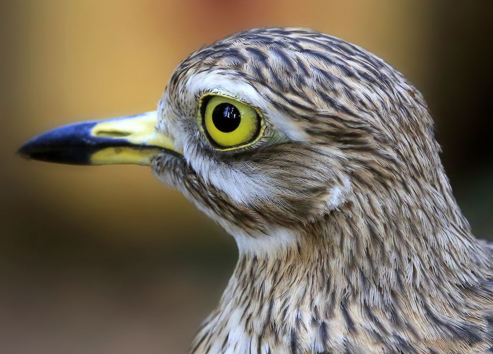 Photograph by Виктор Масальский