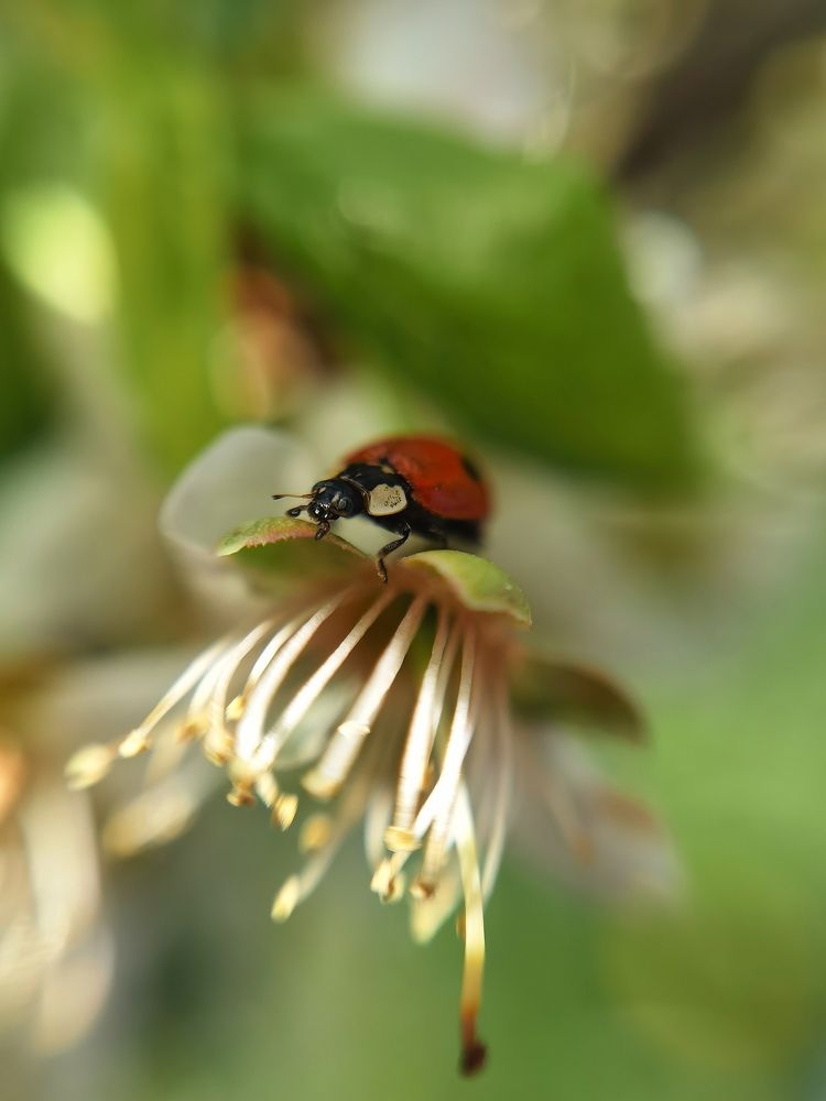 Божья коровка на отдыхе