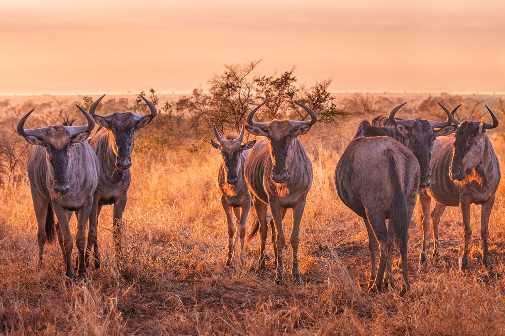 Фотография автора Luc Stadnik