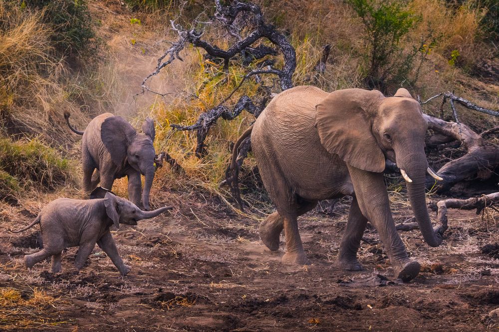Фотография автора Luc Stadnik