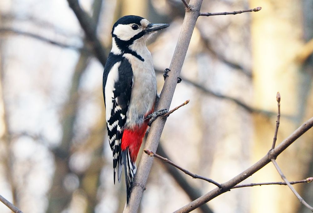Woodpecker