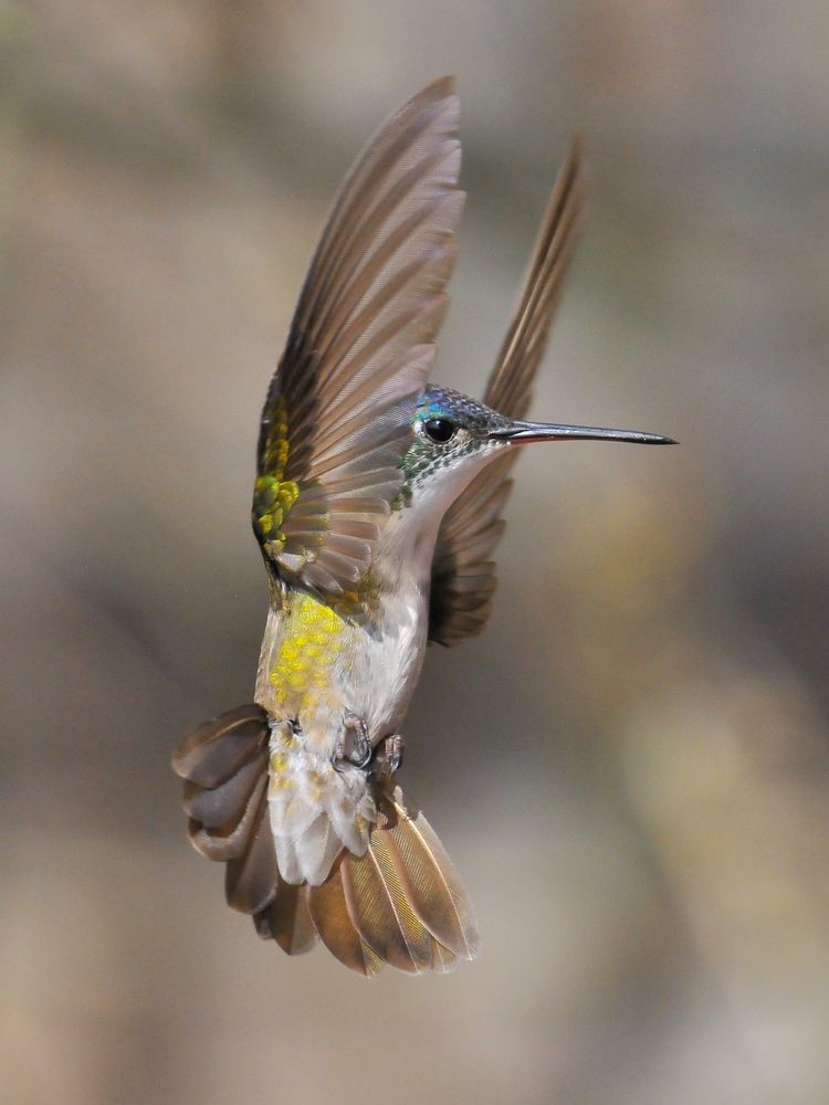 Photograph by Ricardo Ubico