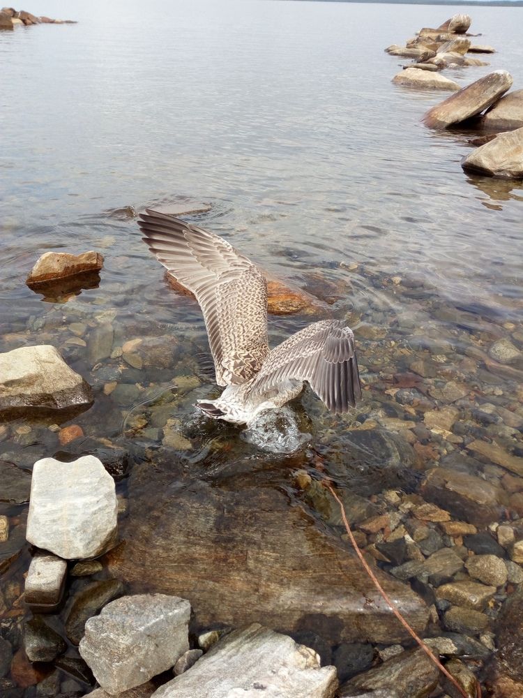 Photograph by Светлана Урванова