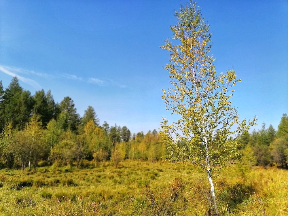 Одинокая береза.