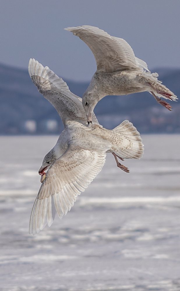 Photograph by Антонов Алексей