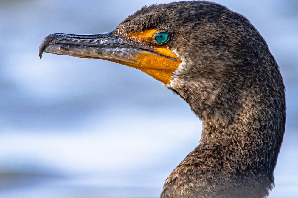 Portrait of the cormorant