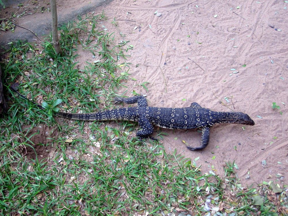 Photograph by Susmita Paul