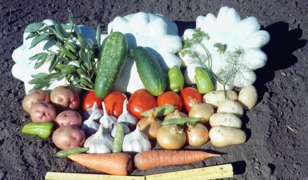 Августовский урожай