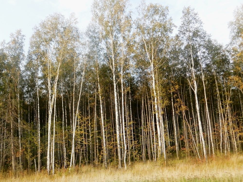 Photograph by Татьяна Красавцева