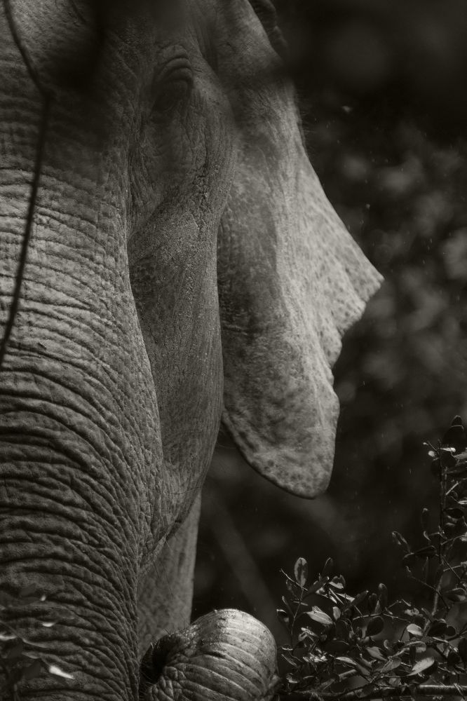 Photograph by wewegama pushpitha