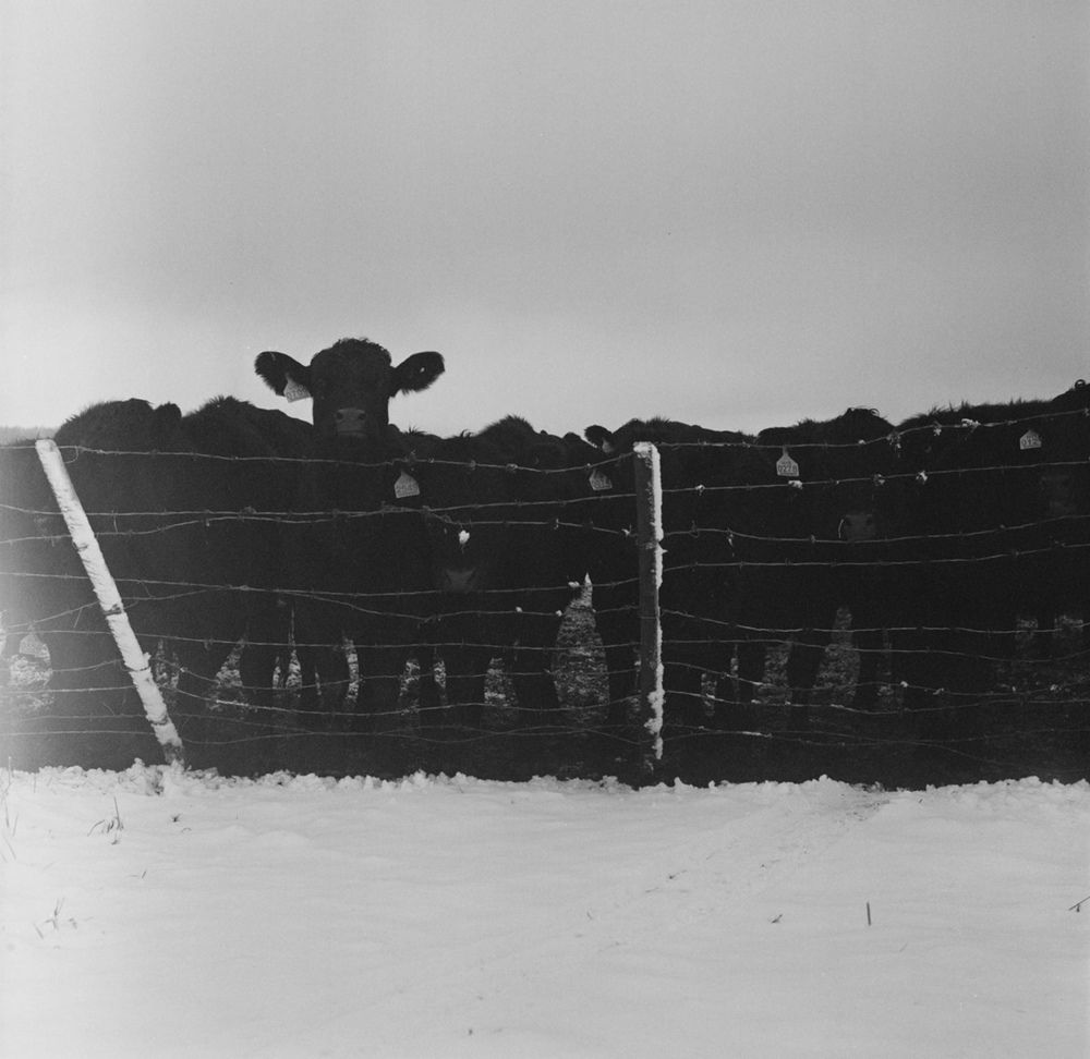 White snow, black cow