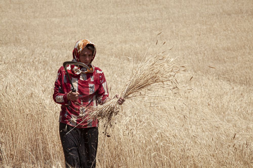 Photograph by Ali Shafie Koli