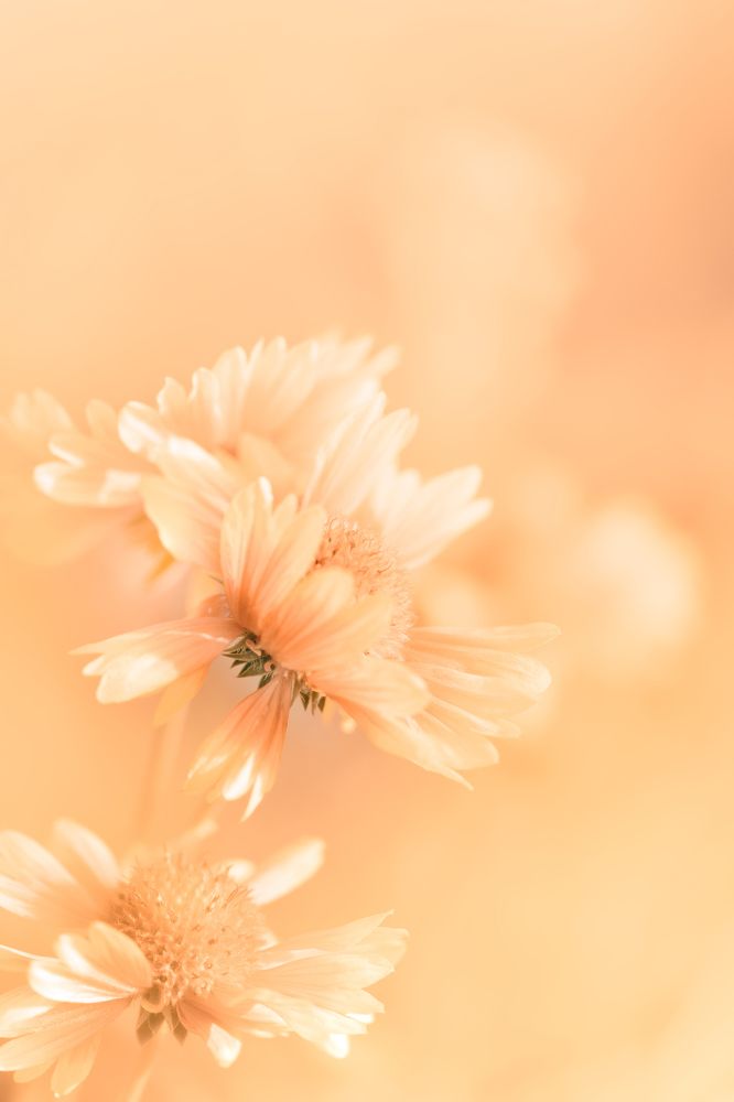 Нежный трепет