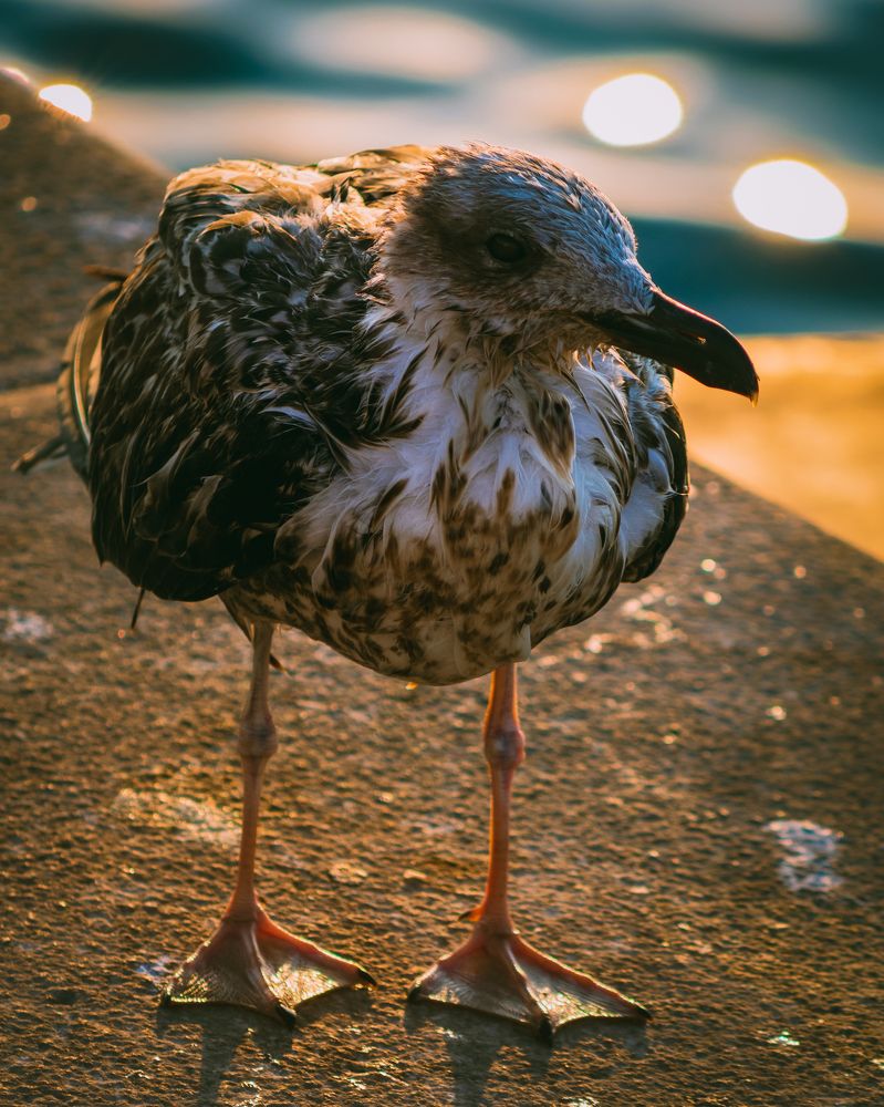Young Sea Gull