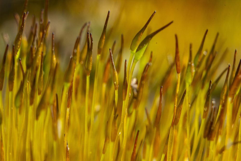 Photograph by János Rábli
