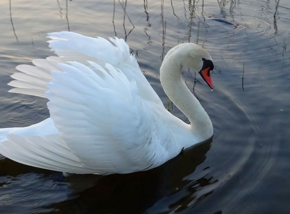 Самый прекрасный.