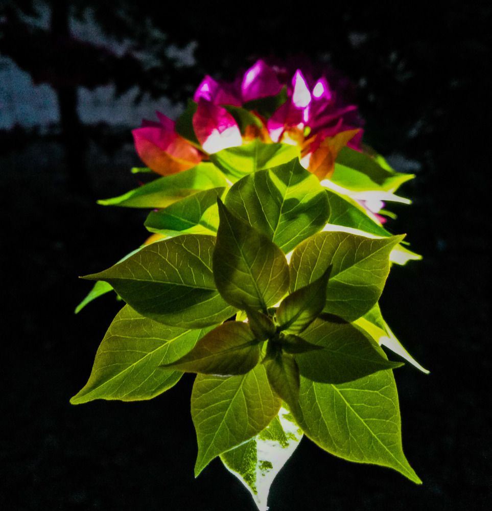 Glow in the dark
