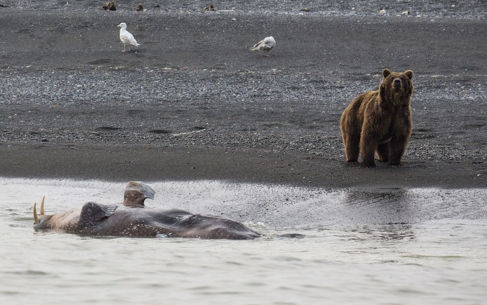 Photograph by Максимов Андрей