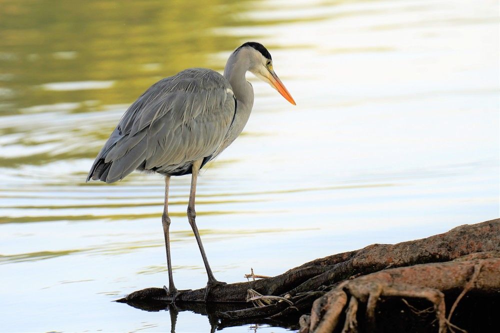 Photograph by Tamir Mor