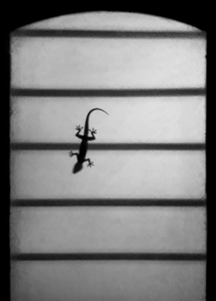 Photograph by VIJITH V RAVEENDRAN