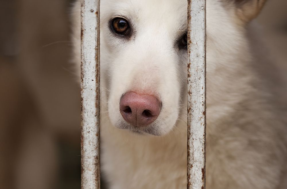 Фотография автора Лариса Кисурина
