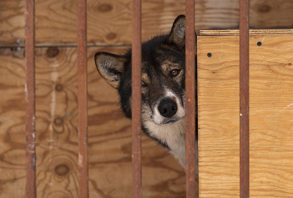 Фотография автора Лариса Кисурина