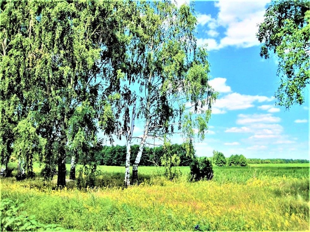 ЛУЧЕЗАРНЫЙ ДЕНЬ