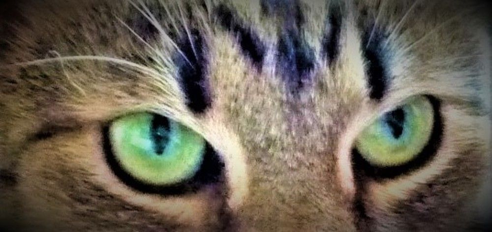 Photo #5913999