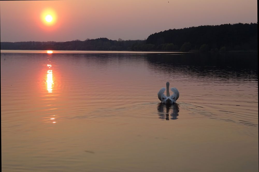 Одинокий лебедь.