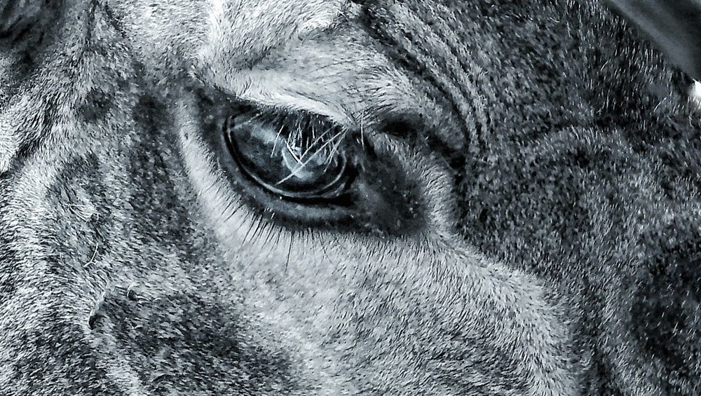 Фотография автора Soha Emera