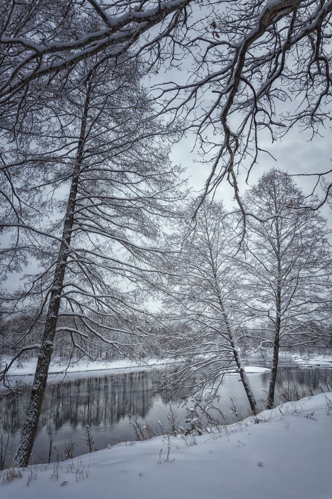 Ветвистые узоры