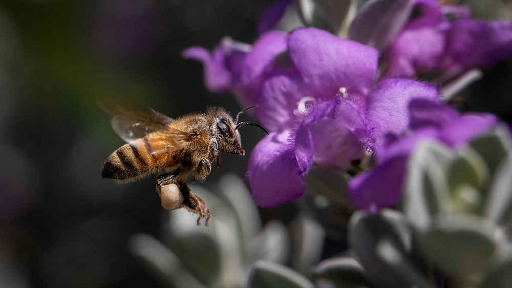 Полёт пчелы