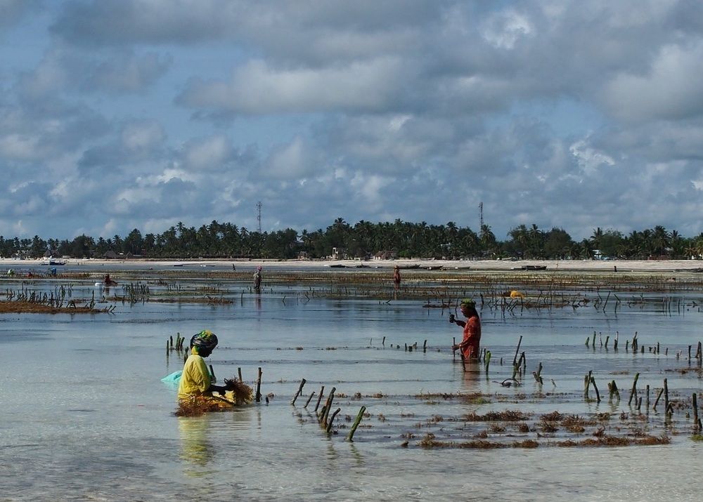 Уборка сырья на продажу.
