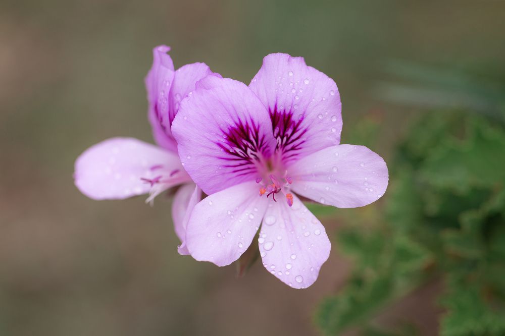 Photograph by Анастасия Петрова