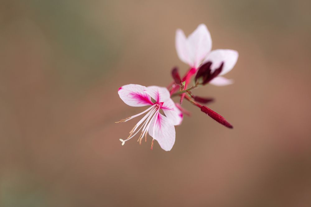 Photograph by Анастасия Петрова