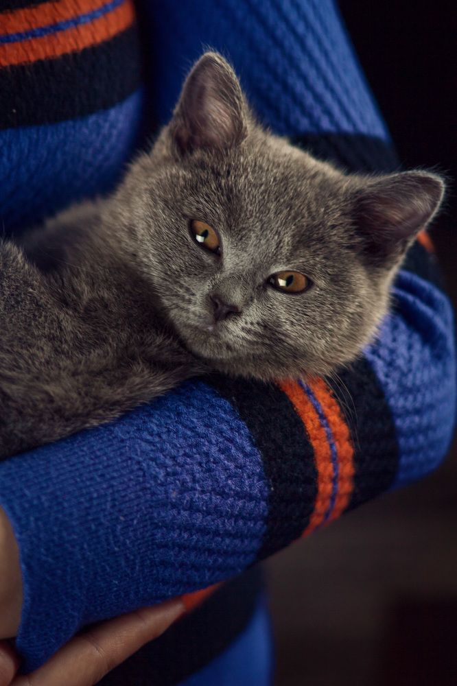 Фотография автора Олег Сухенко