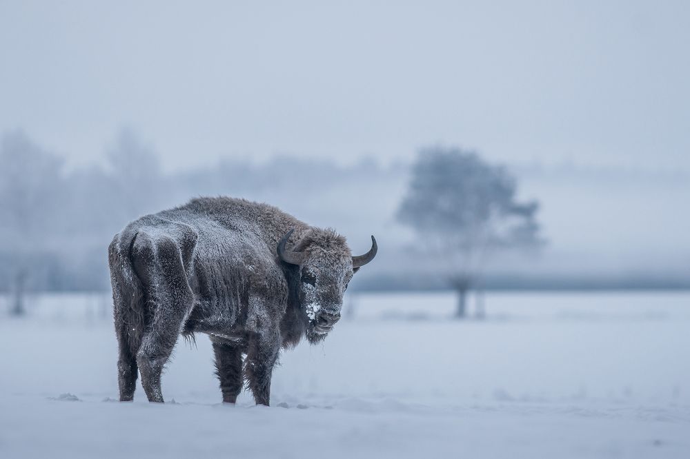 Photograph by Dariusz Dryl