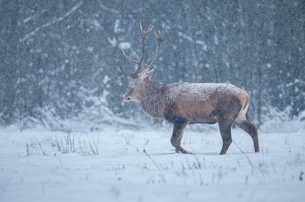 Photograph by Dariusz Dryl