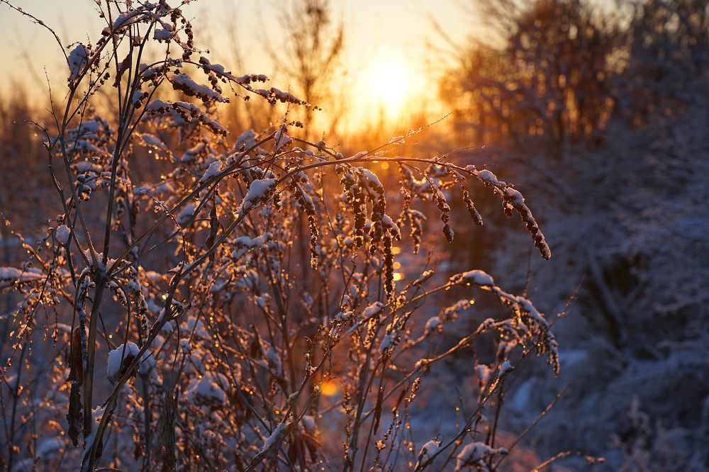 Зимнее утро