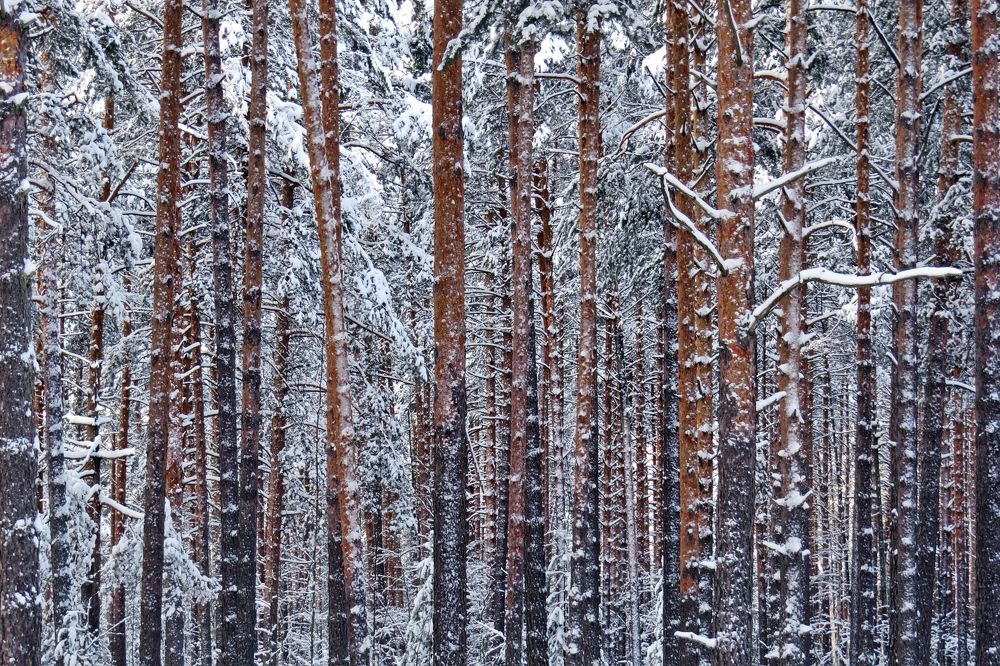 Photograph by Наташа Фишер