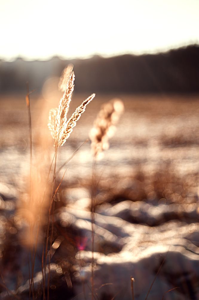 Зимние солнечные лучи
