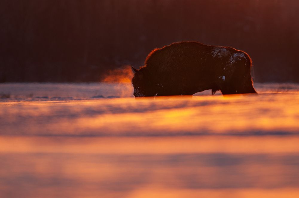 Photograph by Dariusz Dryl